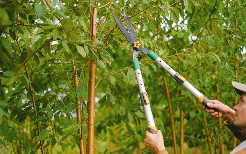 Tree trimming in Soda Springs, CA
